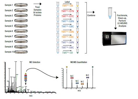 ag.tmt|Tandem mass tag (TMT).